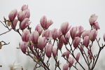 玉兰花