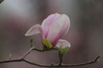 玉兰花