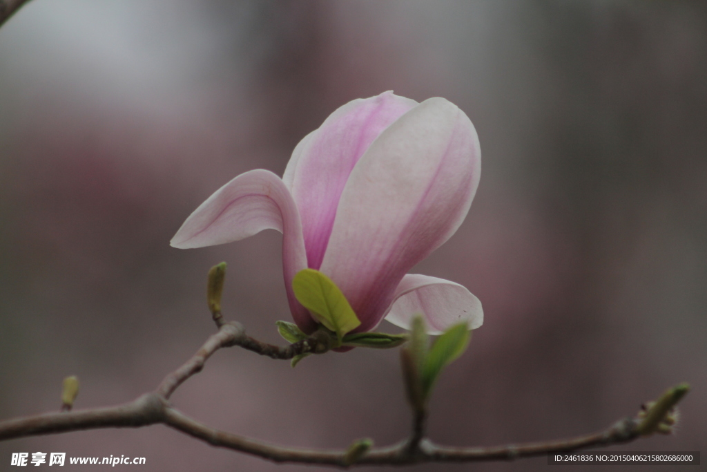 玉兰花