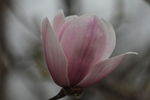 玉兰花开