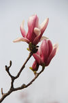 玉兰花