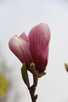 玉兰花开