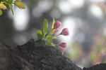 海棠花