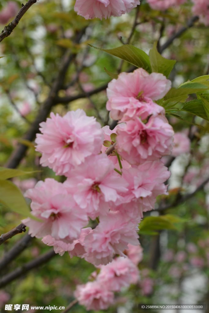 樱花