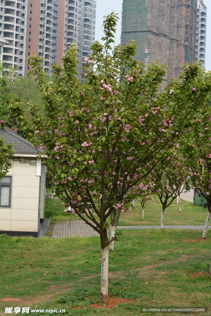 樱花树