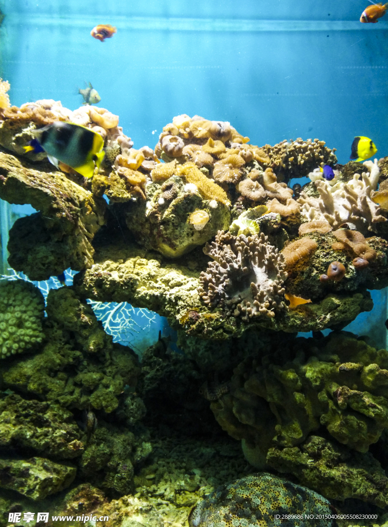 海洋生物