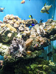 海洋生物