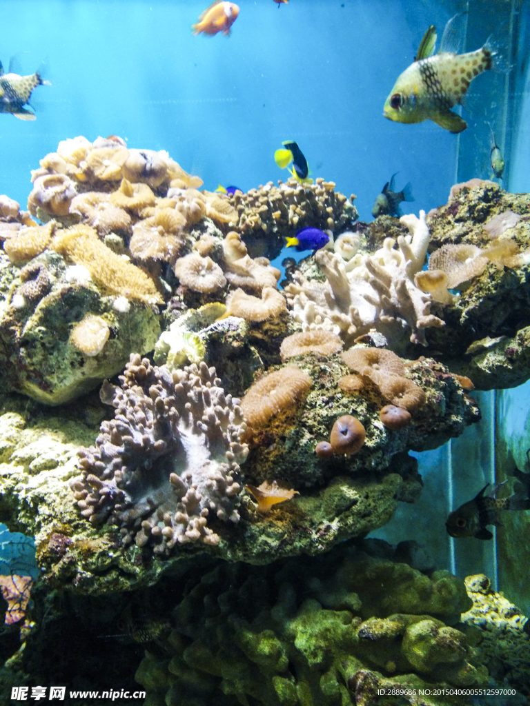 海洋生物