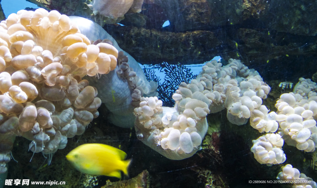 海洋生物