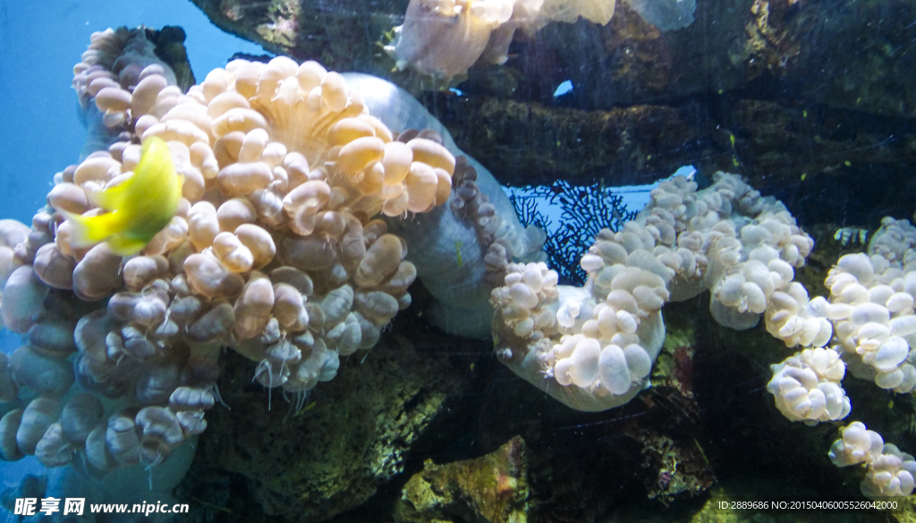 海洋生物