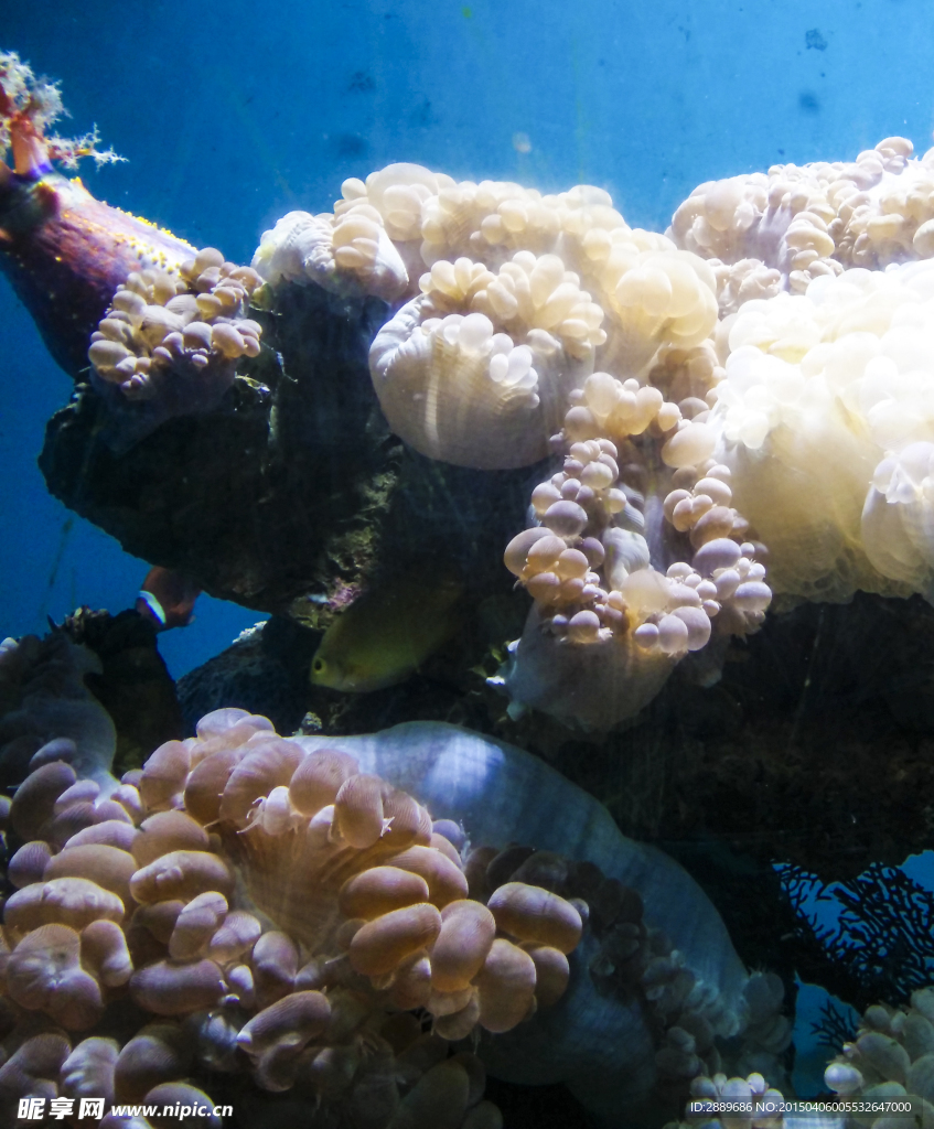 海洋生物