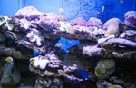海洋生物
