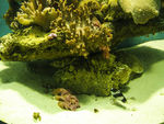 海洋生物