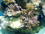 海洋生物