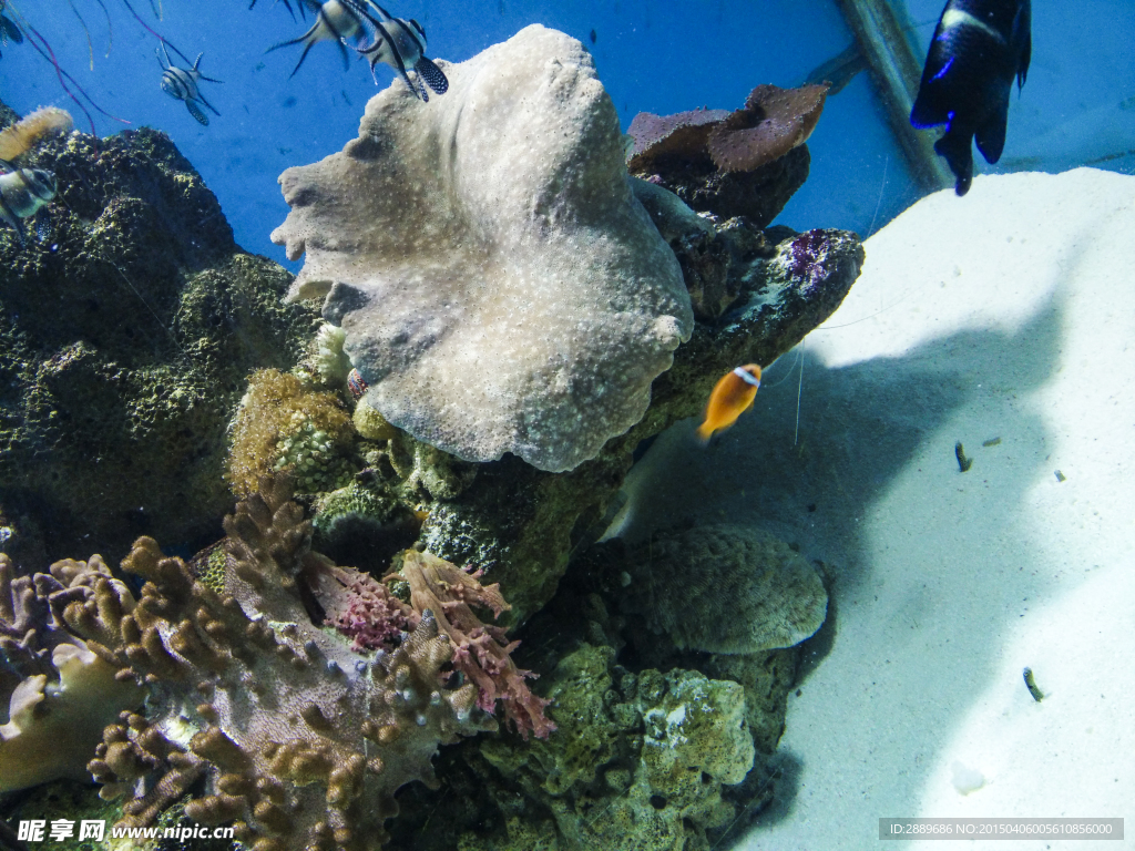 海洋生物