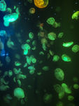 水母