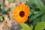 野菊花