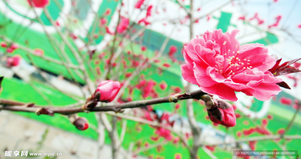 桃花陶醉 醉出春色 拍摄图片