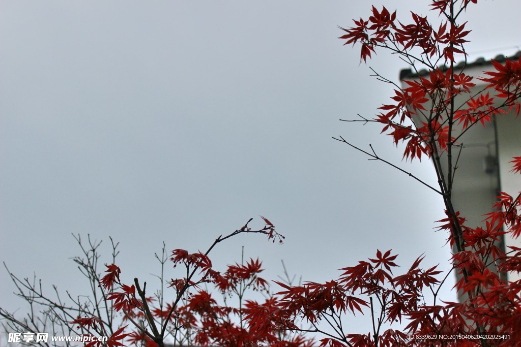 天空 红叶