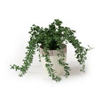 植物