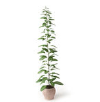 植物