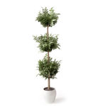 植物