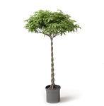 植物