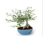 植物
