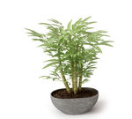 植物