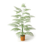 植物