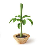 植物