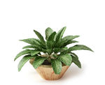 植物