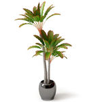 植物