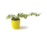 植物
