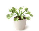 植物