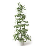 植物