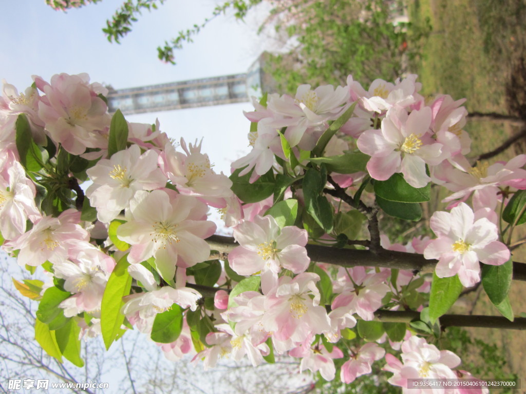 海棠花