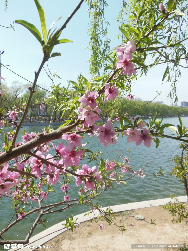 粉色桃花