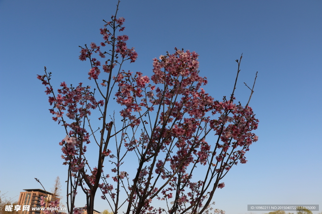 红樱花