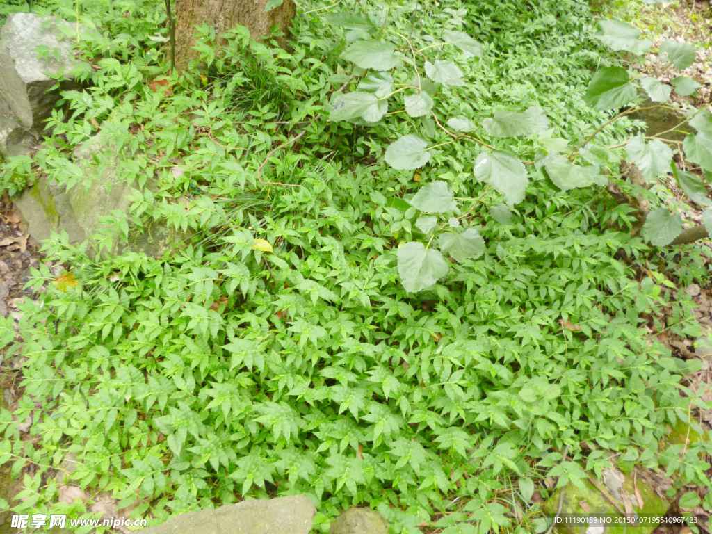 草丛