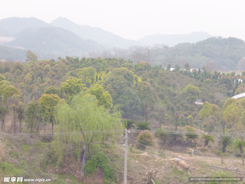 小树林