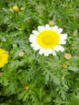 野秋菊