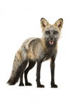 野生狐狸