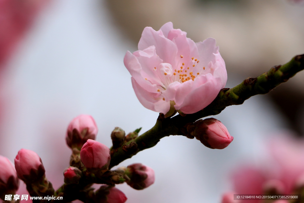 桃花