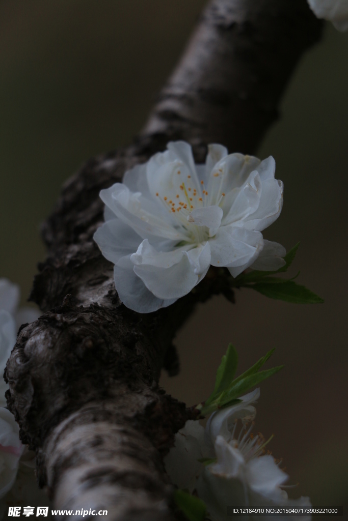 白桃花