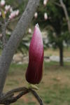 玉兰花