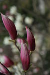 玉兰花