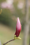玉兰花