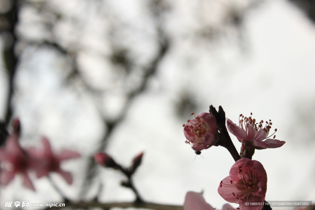 小桃花