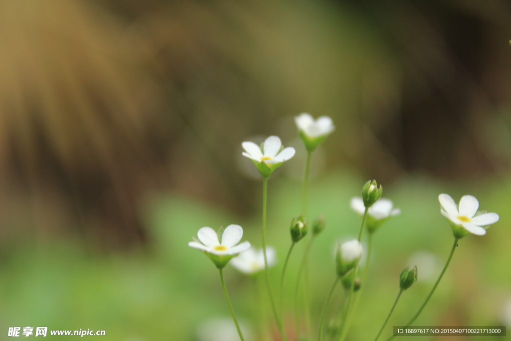 小草花